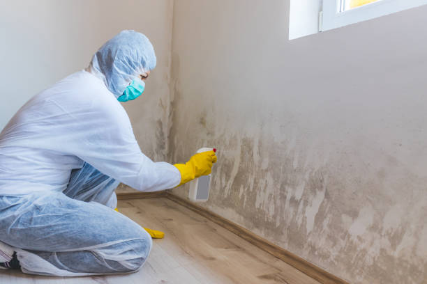 Licensed Commercial Mold Remediation service in Hillsdale, NJ - WQB Mold Removal